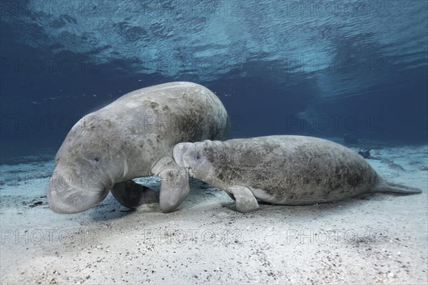 West Indian manatees