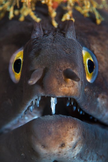 Mediterranean Moray