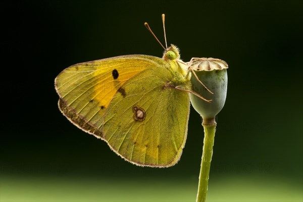 Dark Clouded Yellow