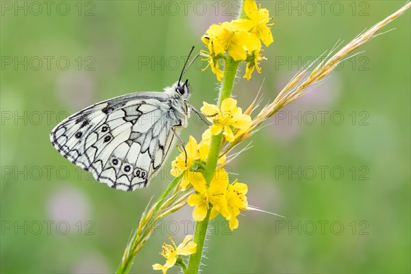 Marbled white