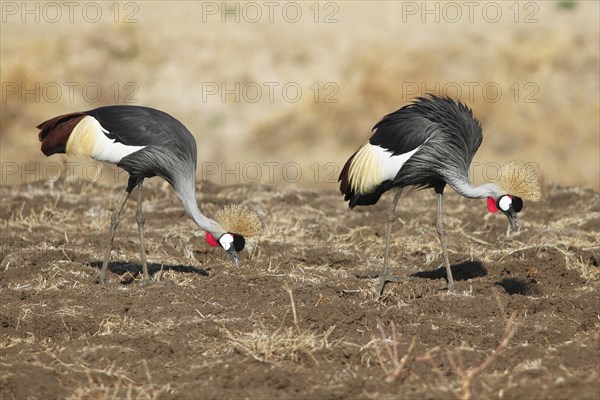 Two black crowned cranes