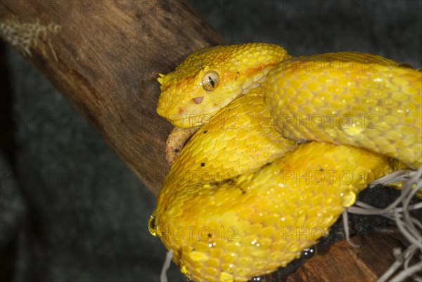 Eyelash viper