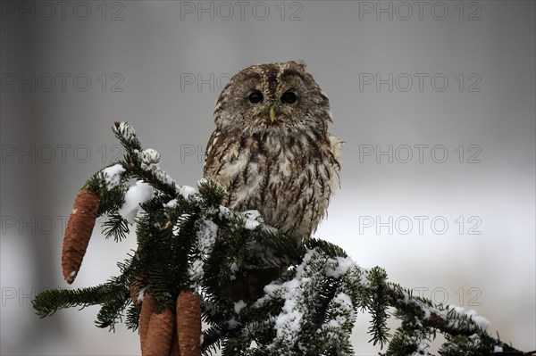 Tawny owl