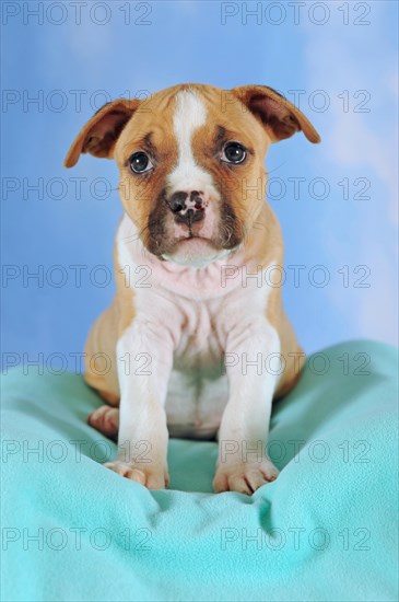 American Staffordshire Terrier