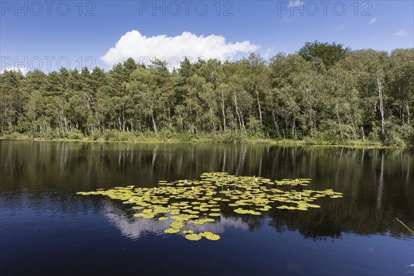 Water Lilies