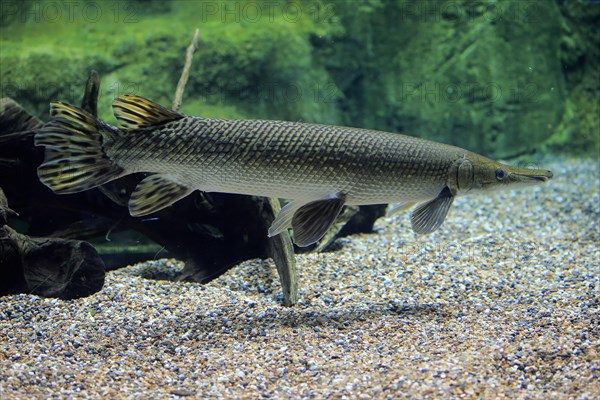 Alligator gar