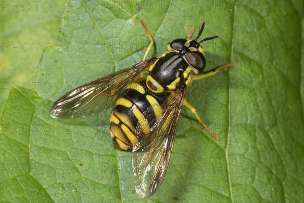 Verrall's Chrysotoxum veralli