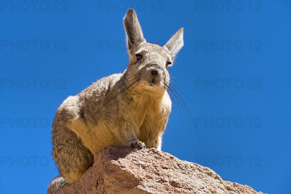 Southern Viscacha