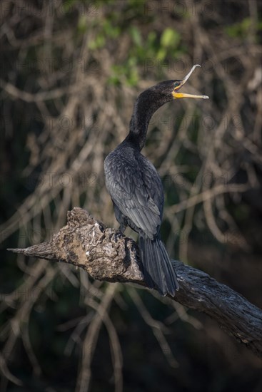 Olivaceous cormorant