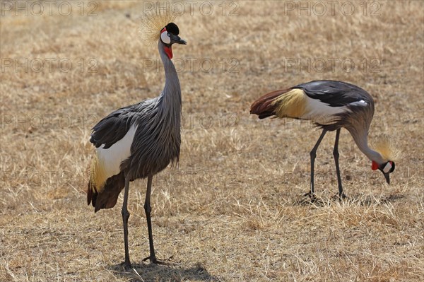 Grey-necked crowned cranes
