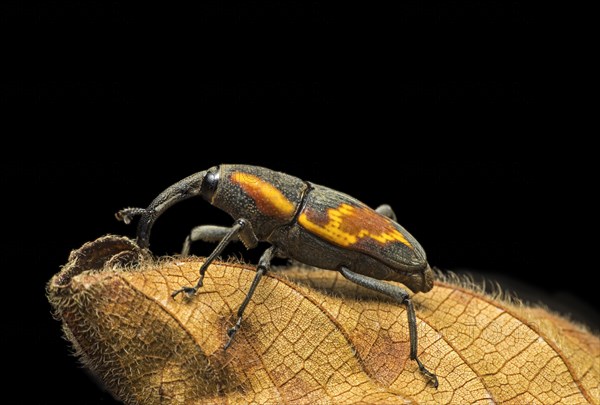 Neotropical weevil