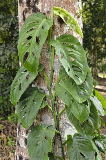 Philodendron