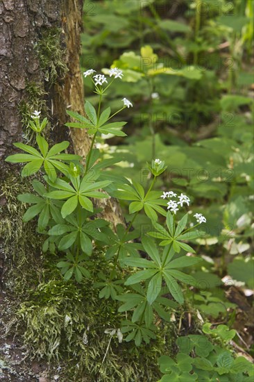 Sweet woodruff