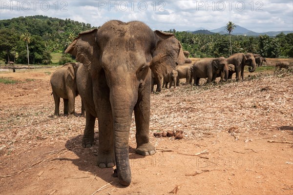 Asian elephants