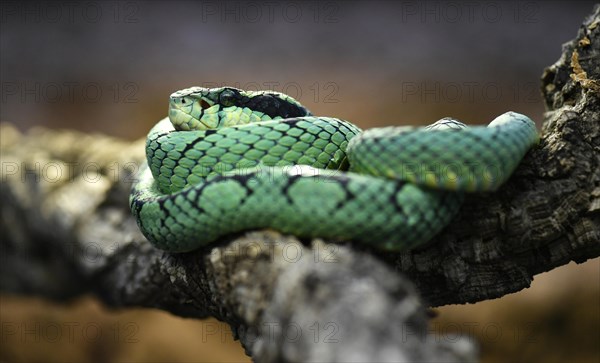 Sri Lankan green pit viper