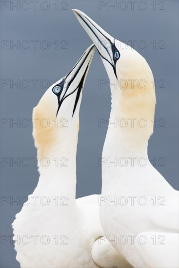 Northern Gannets