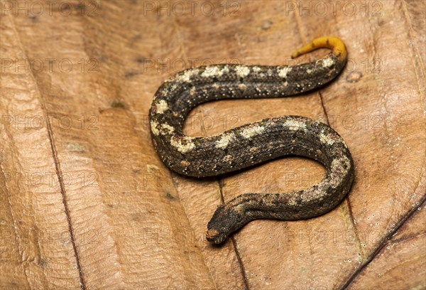 Northern eyelash boa