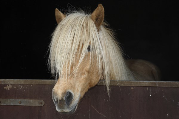 Iceland horse