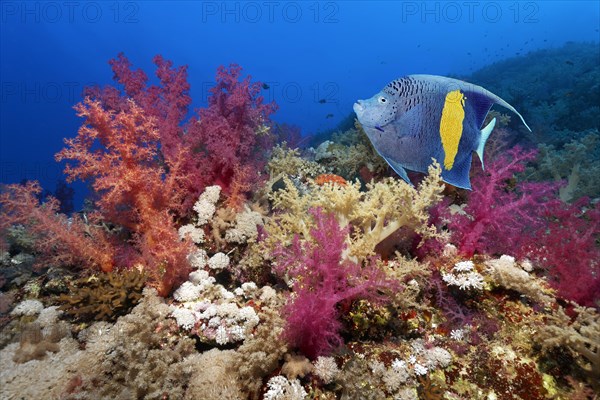 Halfmoon angelfish