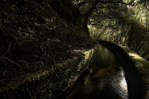 Levada water channel in the rainforest