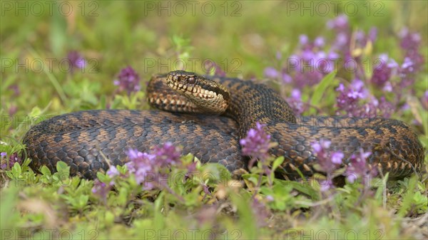 Common European viper