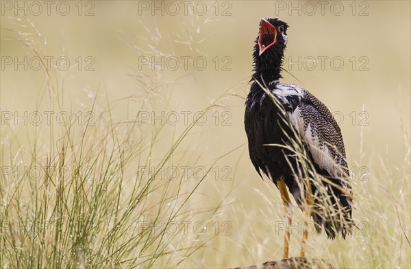 Northern Black Korhaan