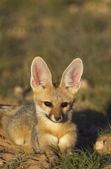 Cape Fox