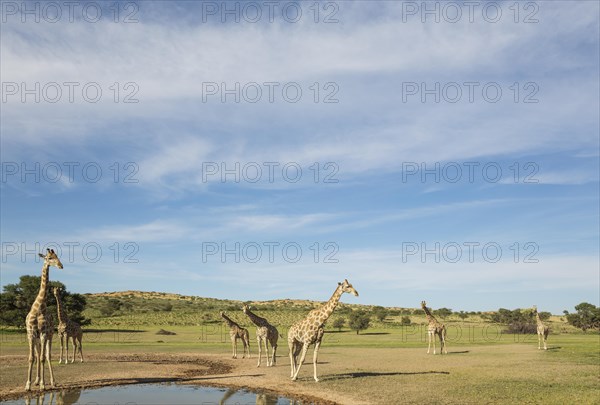 Southern Giraffes