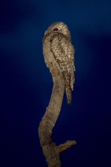 Great potoo