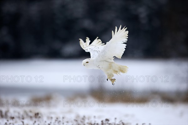 Snowy Owl