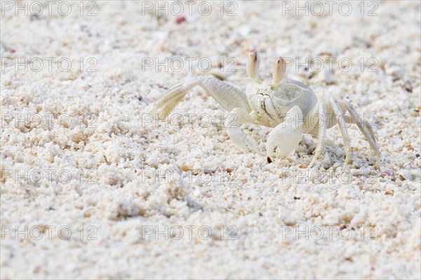 Ghost crab