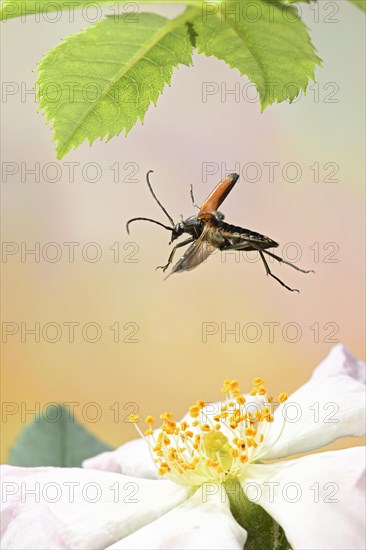 Black-striped longhorn beetle