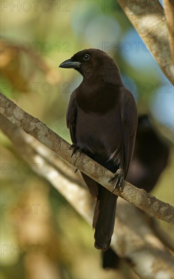 Purplish Jay