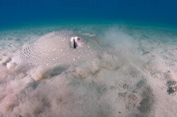 Round Ribbontail Ray