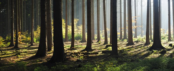 Spruce forest in autumn