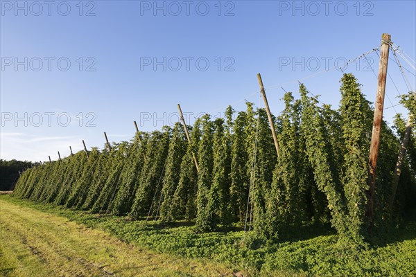 Hop field between Pleinfeld and Spalt