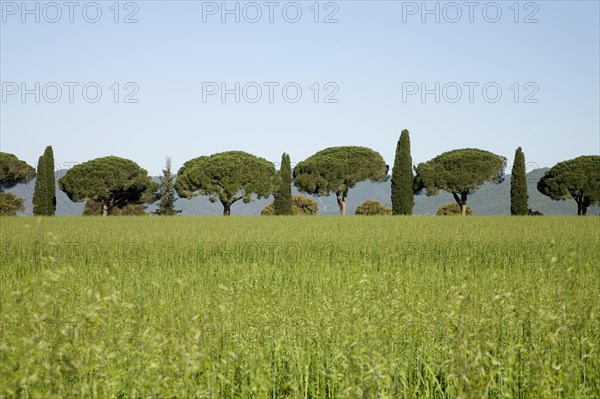 Row of pine and cypress