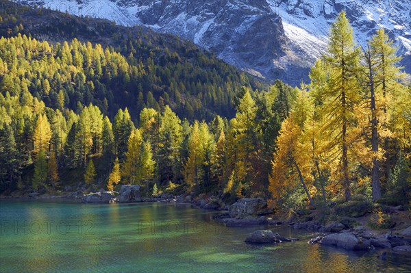 Larch Forest on Lake Lago di Saoseo