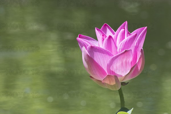 Lotus flower