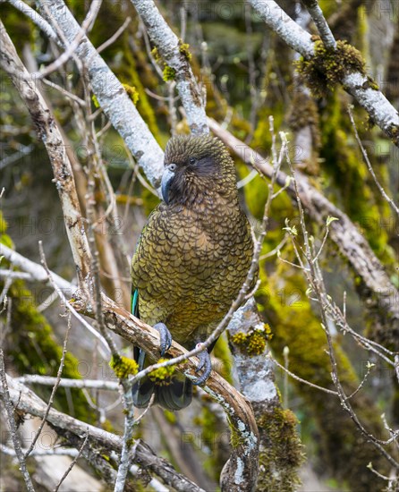 Kea