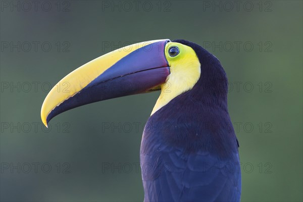 Yellow-throated toucan