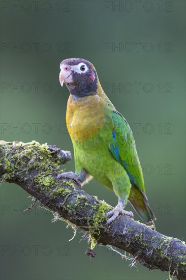 Brown-hooded parrot