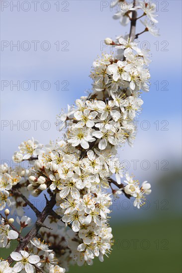 Flowering sloe