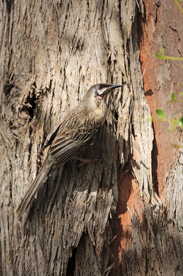 Red wattlebird