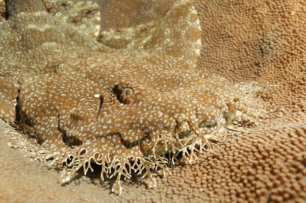 Tasselled wobbegong