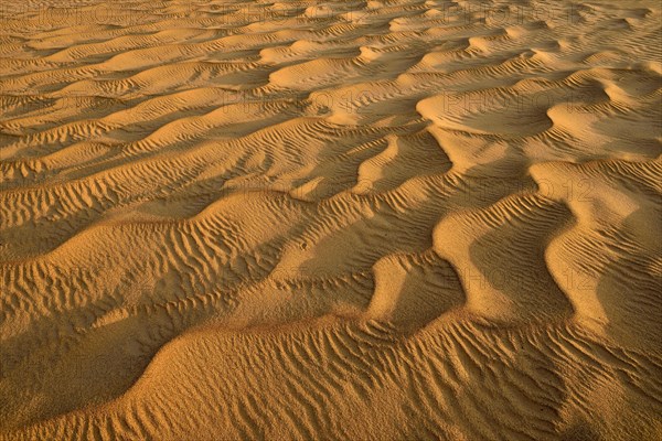 Sand ripples in the sanddunes of Al Khaluf desert