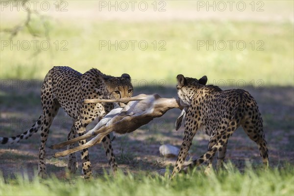 Cheetahs