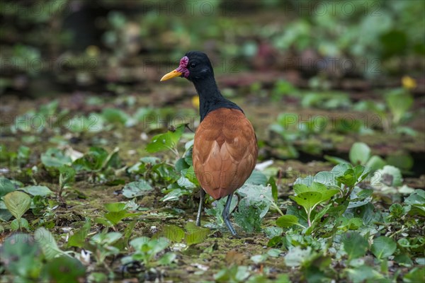 Wattled jacana