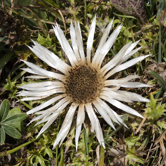 Silver thistle