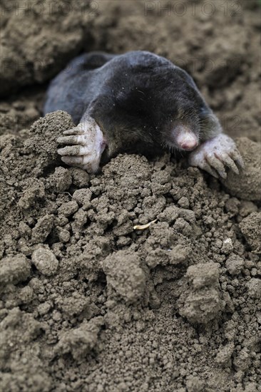 European mole